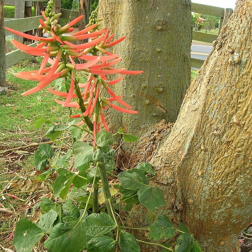 3 graines erythrina berteroana