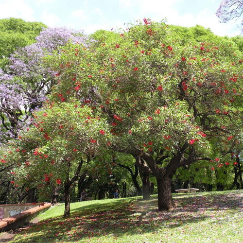 3 graines erythrina crista-galli