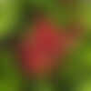 3 graines erythrina mexicana