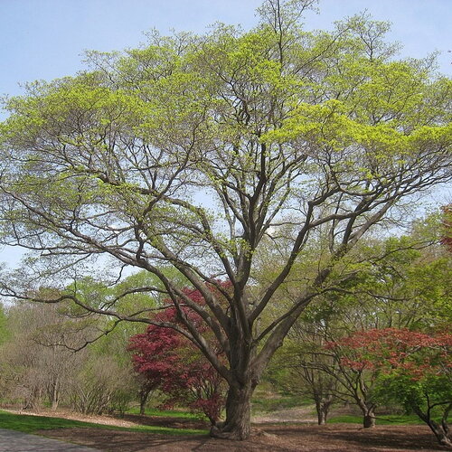3 graines acer mono, acer pictum subsp. mono, érable