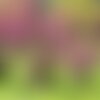 3 graines de gainier de chine, cercis chinensis