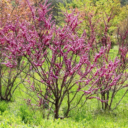 3 graines de gainier de chine, cercis chinensis