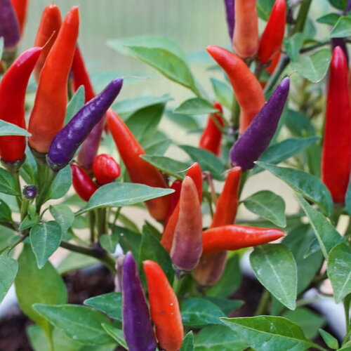 15 graines de piment décoratif masquerade, capsicum annuum