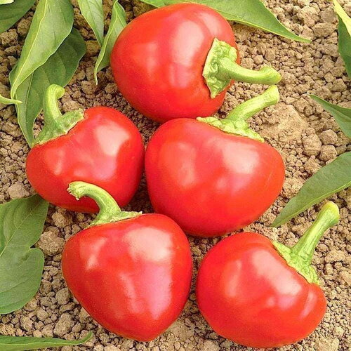 25 graines de piment &quot;baiser de satan&quot;