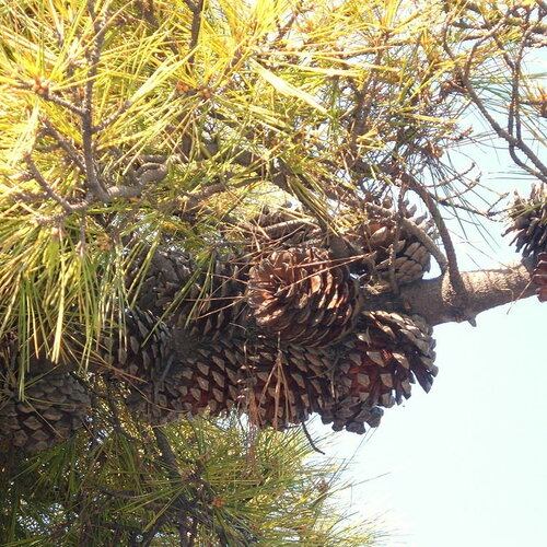 7 graines de pin de monterey, pinus radiata