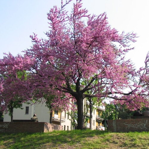 3 graines arbre de judée, cercis siliquastrum, gainier silicastre