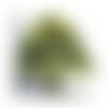 10 graines de épicéa du japon, picea jezoensis