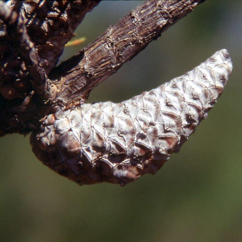3 graines pinus banksiana, pin gris