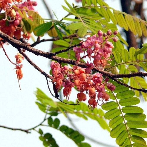 3 graines de cassia grandis