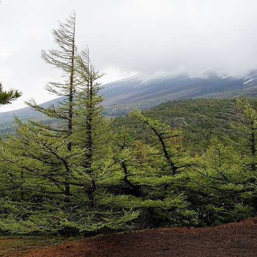 7 graines de mélèze du japon, larix kaempferi