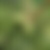 10 graines de pin de chine, pinus tabuliformis