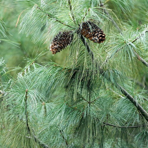 5 graines de pin d'armand, pinus armandii