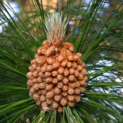 3 graines de pin de roxburgh, pin indien aux longues feuilles, pinus roxburghii