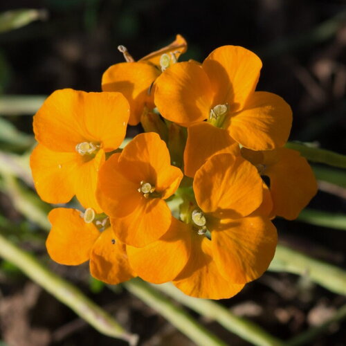 10 graines de erysimum perofskianum &quot;gold shot&quot;, erysimum du caucase