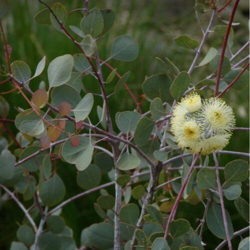 3 graines eucalyptus orbifolia, eucalyptus à feuilles rondes