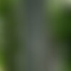 3 graines de acer grosseri var hersii, érable à peau de serpent hersii