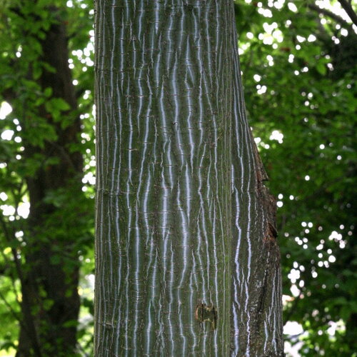3 graines de acer grosseri var hersii, érable à peau de serpent hersii