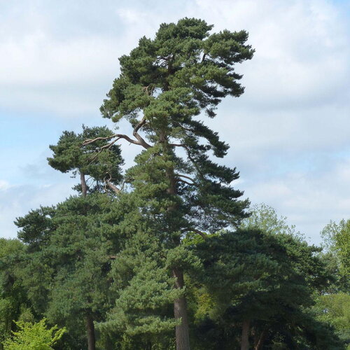 10 graines de pin sylvestre, pinus sylvestris