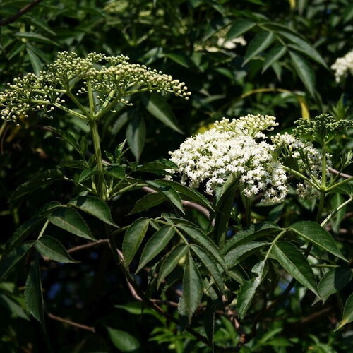 7 graines de sambucus canadensis, sureau du canada, sureau blanc