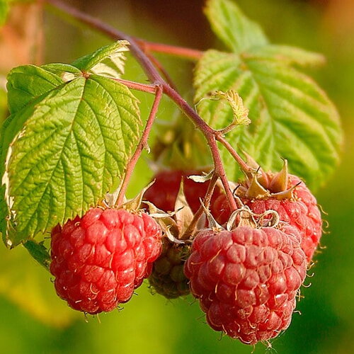 3 graines de framboisier, ronce du mont ida, framboisier sauvage, rubus idaeus