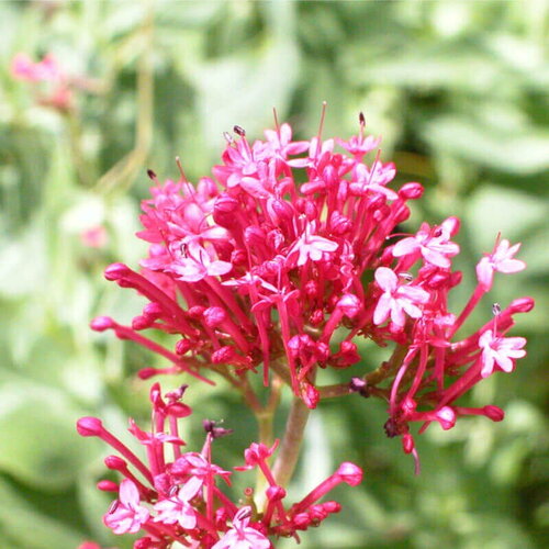 20 graines de centranthus ruber coccineus, valériane rouge