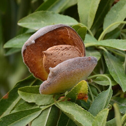 3 graines d'amandier, amande douce, prunus dulcis var. garrigues