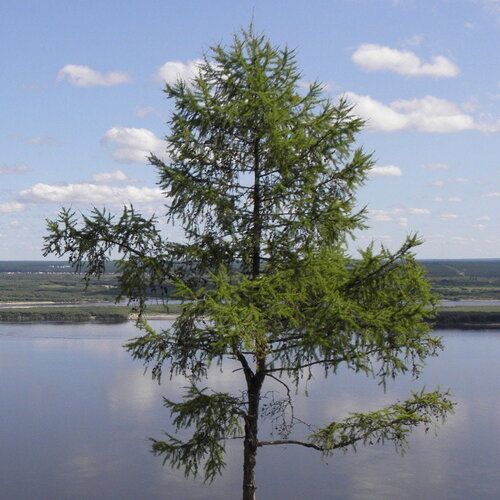 10 graines de mélèze de dahurie, larix gmelinii