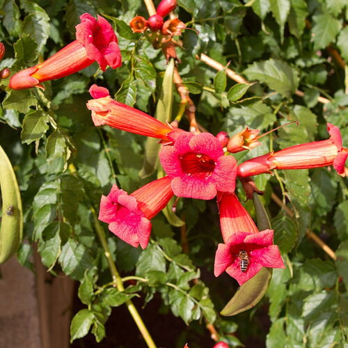 3 graines de bignone, campsis radicans, trompette de virginie, jasmin de virginie, jasmin-trompette, trompette de jéricho