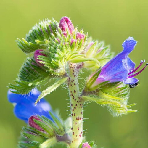 30 graines de vipérine commune, echium vulgare