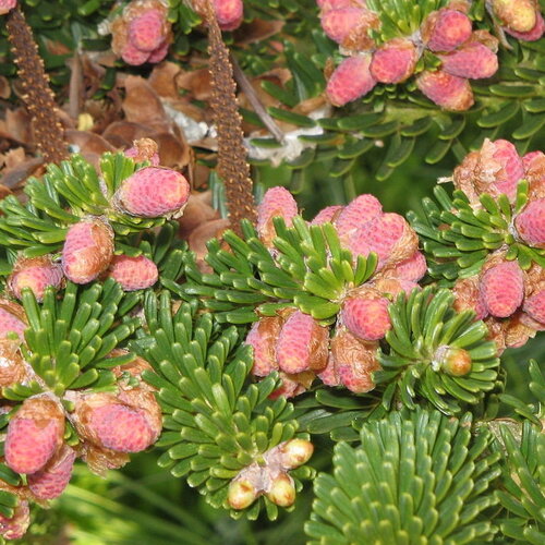 7 graines de sapin de corée, abies koreana