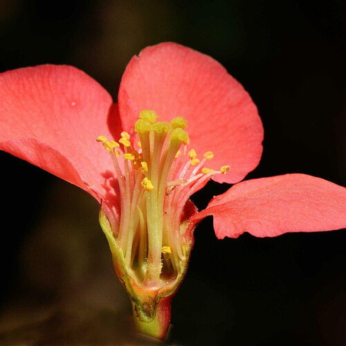 5 graines de cognassier du japon, chaenomeles japonica