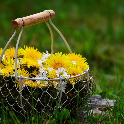 50 graines pissenlit fleur jaune dent de lion plante vivace comestible