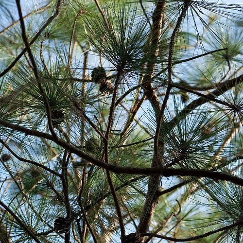 5 graines de pin de yunnan, pinus yunnanensis