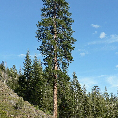 3 graines pin ponderosa, pinus ponderosa, pin jaune, pin à bois lourd