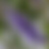 Rare 10 graines vitex agnus-castus, arbre au poivre, gattilier, gattilier des moines, poivre des moines