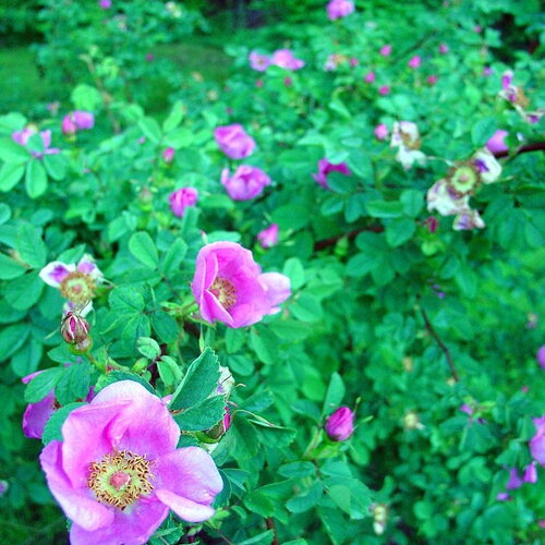 7 graines rosa nutkana, rosier de nootka