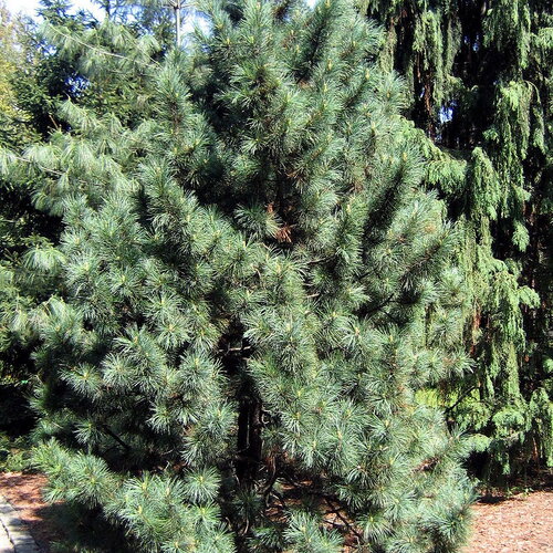 3 graines de pin blanc de corée, pinus koraiensis