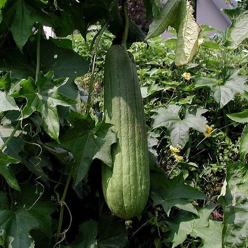 10 graines de luffa aegyptiaca, courge éponge