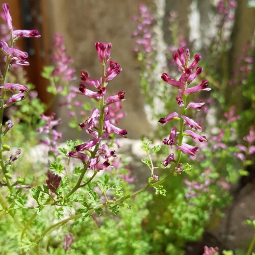 20 graines de fumaria officinalis, fumeterre officinale