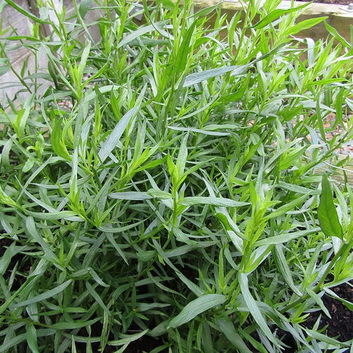 50 graines artemisia dracunculus, estragon