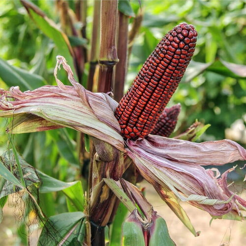 30 graines maïs fraise, maïs rouge acajou, zea mays