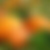 15 graines de potiron bambino, cucurbita maxima