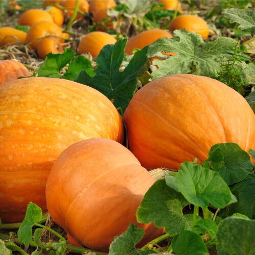 15 graines de potiron bambino, cucurbita maxima