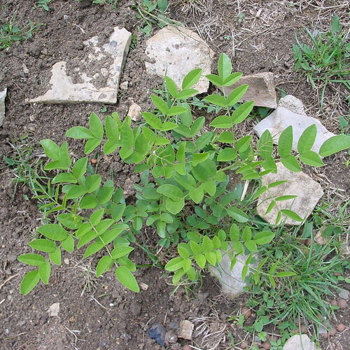 10 graines de réglisse, licorice glycyrrhiza glabra, réglisse glabre