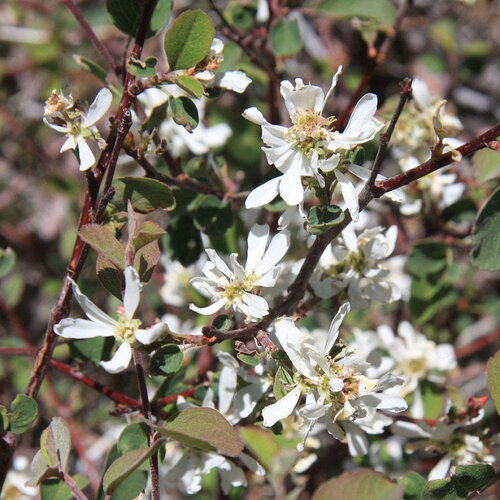 3 graines amelanchier utahensis, amélanchier de coville