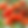 30 graines de tomate reisentraube, solanum lycopersicum