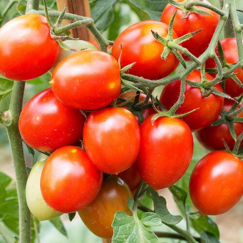 30 graines de tomate reisentraube, solanum lycopersicum
