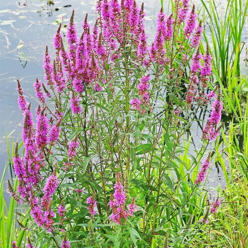 100 graines de salicaire, lythrum salicaria