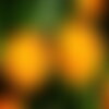 20 graines de souci officinal, calendula officinalis, souci orange, souci des jardins