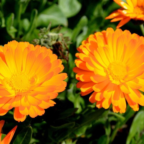 20 graines de souci officinal, calendula officinalis, souci orange, souci des jardins
